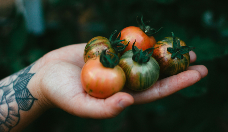 Hand, die Tomaten hält