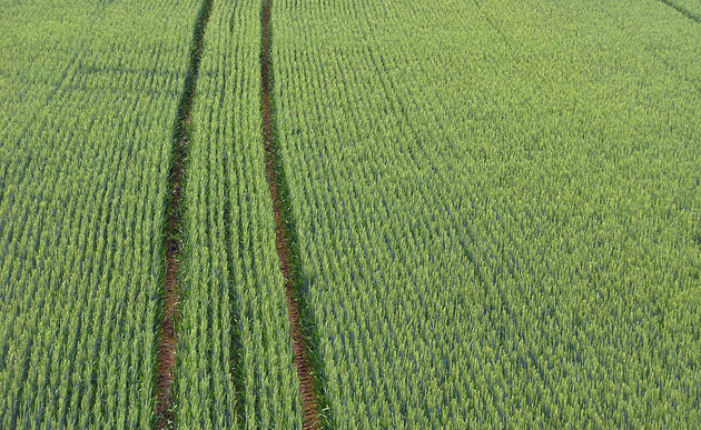 Spuren im Getreidefeld - grain field / www.BilderBox.com