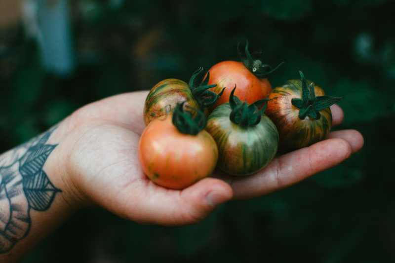 Hand, die Tomaten hält