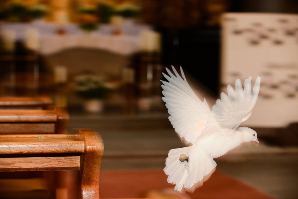 Taube in der Kirche / KNA/Harald Oppitz