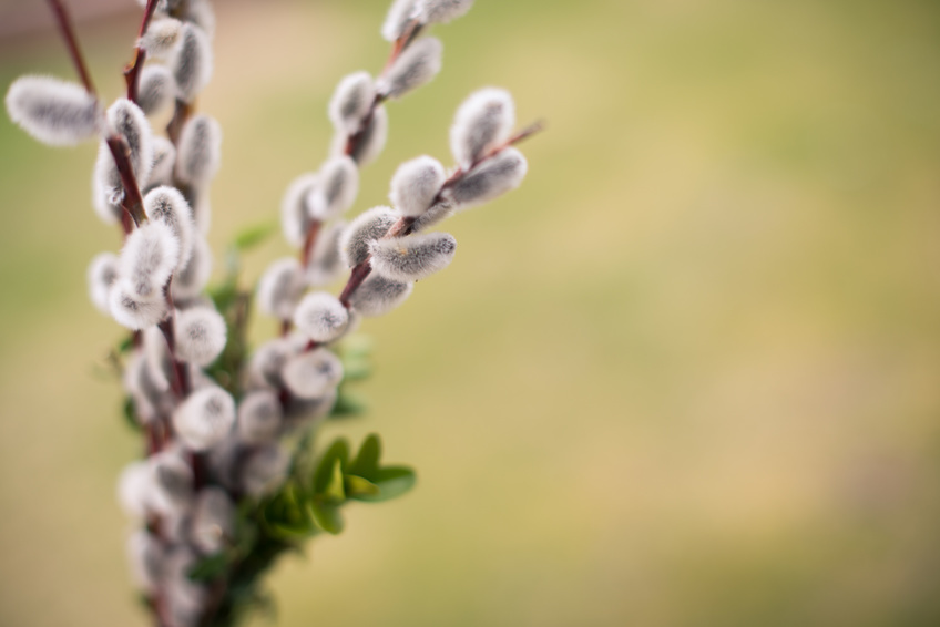 Oster Palmbuschen - Palmsonntag / ©mrmuhh - stock.adobe.com, mrmuhh - stock.adobe.com